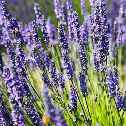 Eau florale de lavandin